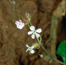 "Silene gallica"