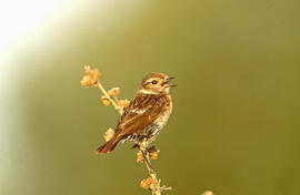 Sól·lera ("Emberiza calandra")
