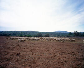 Ramat d'ovelles