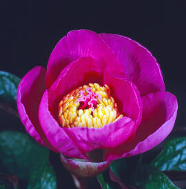Peònia ("Paeonia mascula")