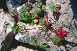 Gerani ("Geranium purpureum")