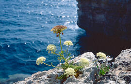 Fonollassa ("Daucus carota")