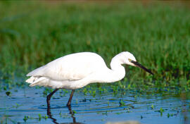 Martinet blanc comú ("Egretta garzetta")