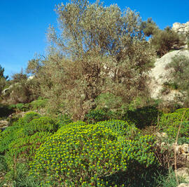 Lleteressa ("Euphorbia dendroides")