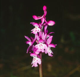 Abellera banyuda ("Ophrys longicornu")