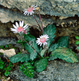 Camamil·la de la mar ("Senecio varicosus")