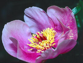 Peònia ("Paeonia mascula")