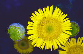 Herba de Sant Roc ("Pulicaria dysenterica")