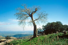 Pla de Mallorca des del puig de Randa