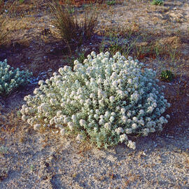 Farigola mascle ("Teucrium polium")