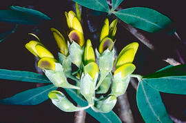 Mongetera d'arbre ("Anagyris foetida")