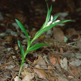 Curraià blanc ("Cephalanthera longifolia")