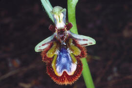 Abellera de mirall ("Ophrys speculum")