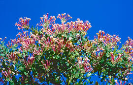 Didalets ("Lonicera implexa")