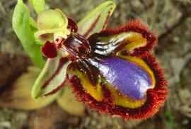 Abellera de mirall ("Ophrys speculum")