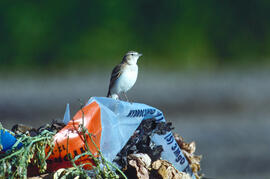 Gorrió teulader ("Passer domesticus")