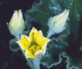 Cogombre bord ("Ecballium elaterium")