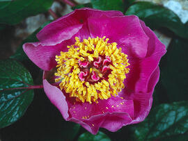 Peònia ("Paeonia mascula")