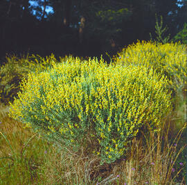 Botja de cuques ("Anthyllis cytisoides")