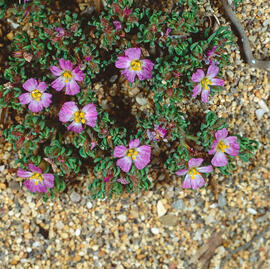 Bruc de mar ("Frankenia laevis")