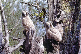 Mussols joves ("Otus scops")