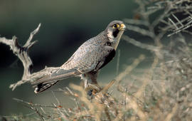Falcó ("Falco peregrinus")