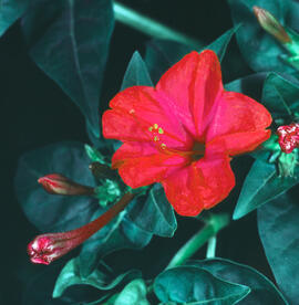 Flor de nit ("Mirabilis jalapa")