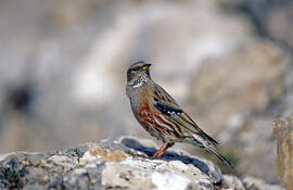 Xalambrí de muntanya ("Prunella collaris")
