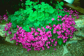 Agrella ("Oxalis articulata")