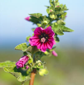 Malva ("Malva arborea")