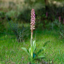 Mosques grosses ("Himantoglossum robertianum")