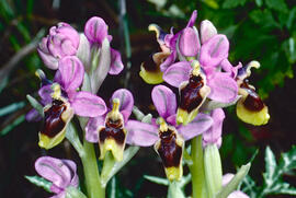 Mosca vermella ("Ophrys tenthredinifera")