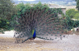 Paó comú ("Pavo cristatus")