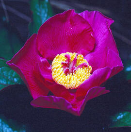 Peònia ("Paeonia mascula")