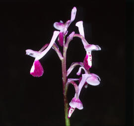 Abellera banyuda ("Ophrys longicornu")