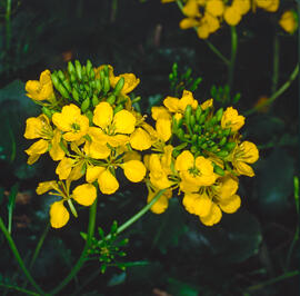 Mostassa borda ("Sinapis arvensis")