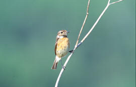 Vitrac ("Saxicola rubicola")
