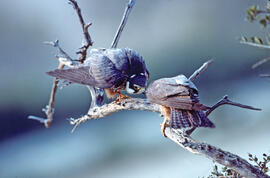 Falcó ("Falco peregrinus")