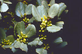 Llampúdol bord, llampúgol bord, llampuga borda o rotaboc ("Rhamnus ludovici-salvatoris")