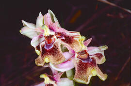 Mosca vermella ("Ophrys tenthredinifera")