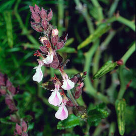 Alzineta ("Teucrium chamaedrys")