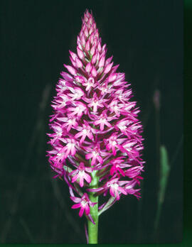 Abellera olorosa ("Anacamptis coriophora")