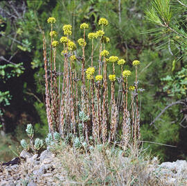 "Sedum forsterianum"