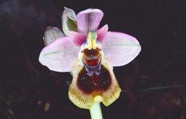 Mosca vermella ("Ophrys tenthredinifera")