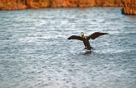 Corb marí ("Phalacrocorax aristotelis")