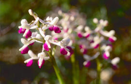 Abellera banyuda ("Orchis longicornu")
