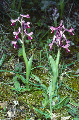 Orquídia ("Orchis mascula")