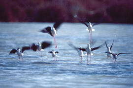 Grup d'avisadors ("Himantopus himantopus")