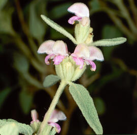 Matagall ("Phlomis purpurea")