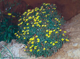 Gravit marí ("Pallenis maritima")